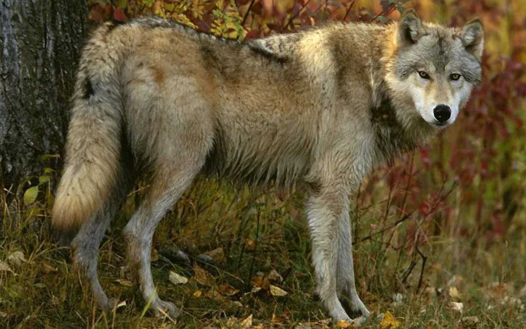 A grey wolf standing beside a birch trunk in an autumn forest, red and yellow scrub behind it