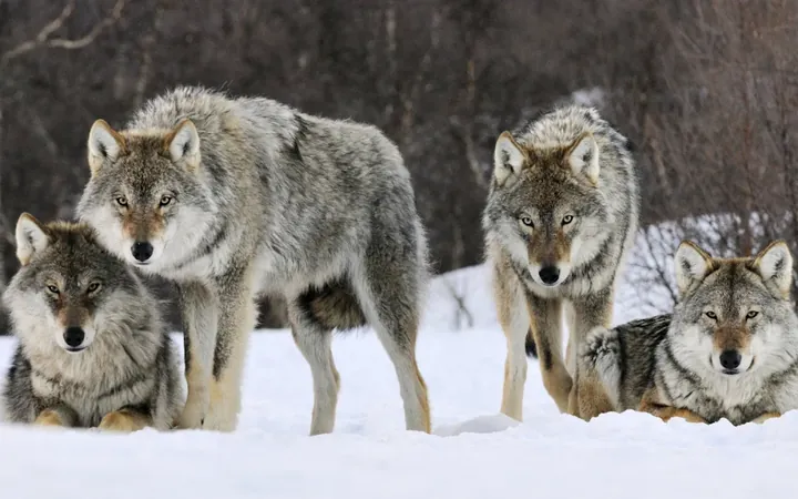 Four wolves on open snow, two standing and two lying down, dark trees behind them